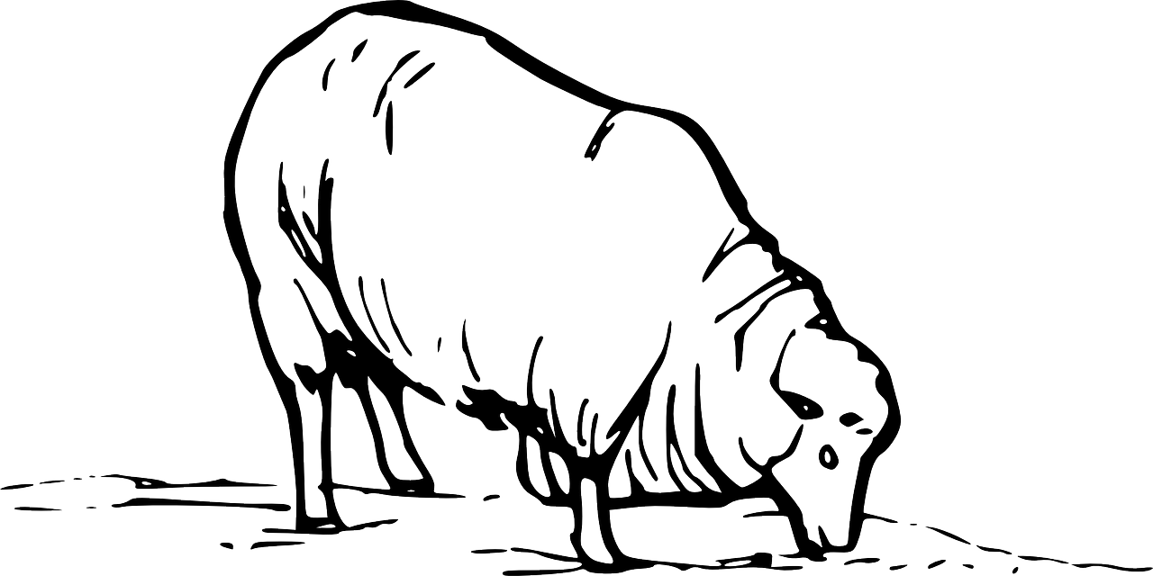 vector