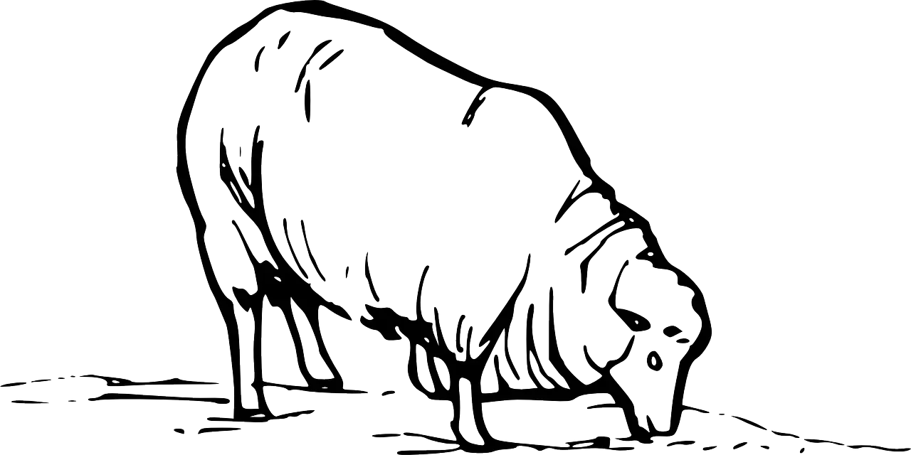 vector